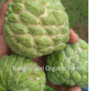 Native Custard Apple Seeds - Image 2