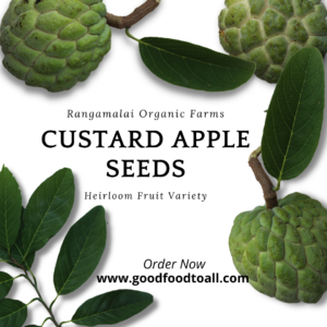 Native Custard Apple Seeds