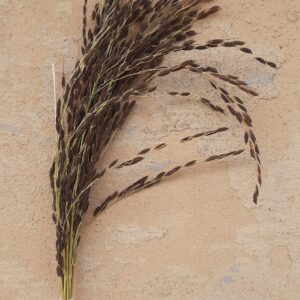 KalaBath Black Paddy Seeds (Aromatic Rice)