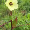 Red Double Color Okra Seeds