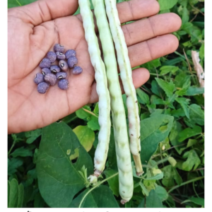 Grey Speckled Palapye Cowpea / Thatai Paiyaru Seed