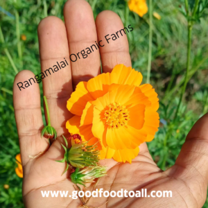 Sulphur Cosmos Flower Seeds