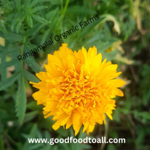 Heirloom Marigold Orange Flower Seeds