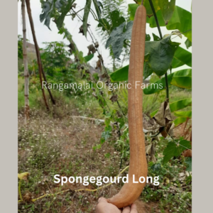 Heirloom Spongegourd (Long) Seeds