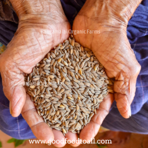 Native Paddy Seeds – Karung Kuruvai (Red)