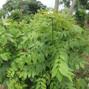 Gliricidia Stem Cutting (Gliricidia sepium)