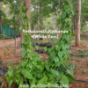 Vethalavalli Kizhangu / White Yam Rhizome (Tuber)