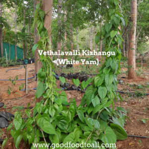 Vethalavalli Kizhangu / White Yam Rhizome (Tuber)