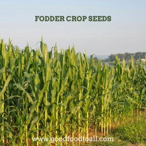 Forage Crops