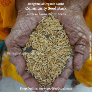 Kottara Samba Paddy Seeds (Red Rice)