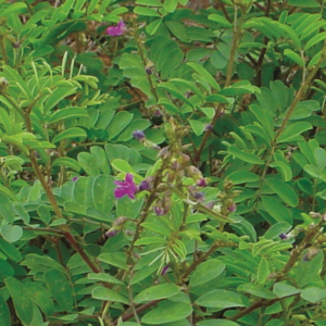 Green Manure – Kolinchi / Tephrosia purpurea Seeds