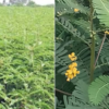 Thakkai Poondu / Sesbania bispinosa /Dhaincha - Green Manure Crop Seeds