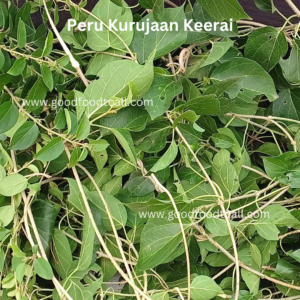 Peru Kurinjan / Gymnema / Sylvestre Medicinal Plant Sapling