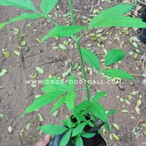 Vitex Negundo | White Nochi Plant