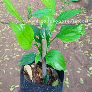 Hibiscus Live Plant – Red Flower | Semparuthi Live Plant