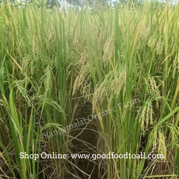 Sivan Samba Paddy Seeds, 500g - Image 2