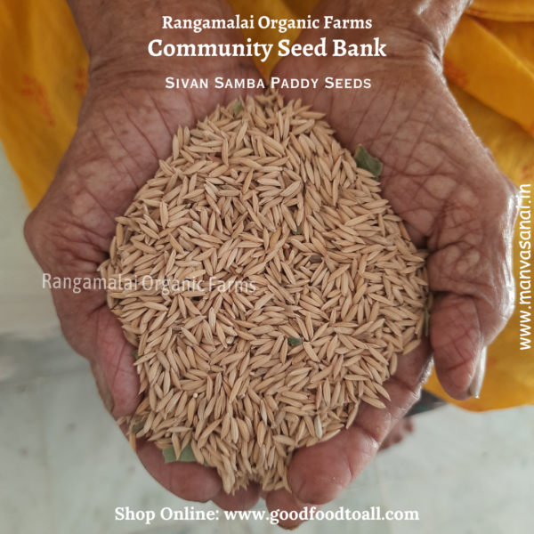 Sivan Samba paddy seed is a traditional native paddy variety of tamil nadu.