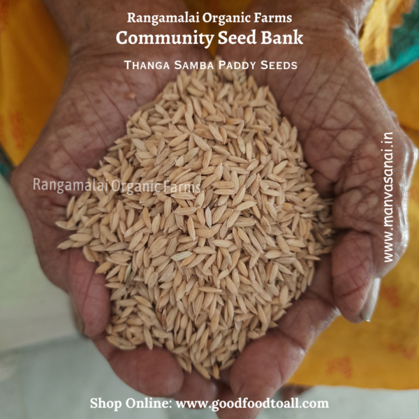 Thanga Samba traditional variety of paddy seed. White rice variety.