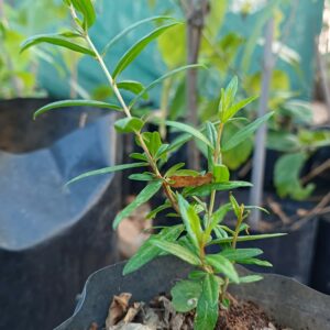 pomegranate plant saplings