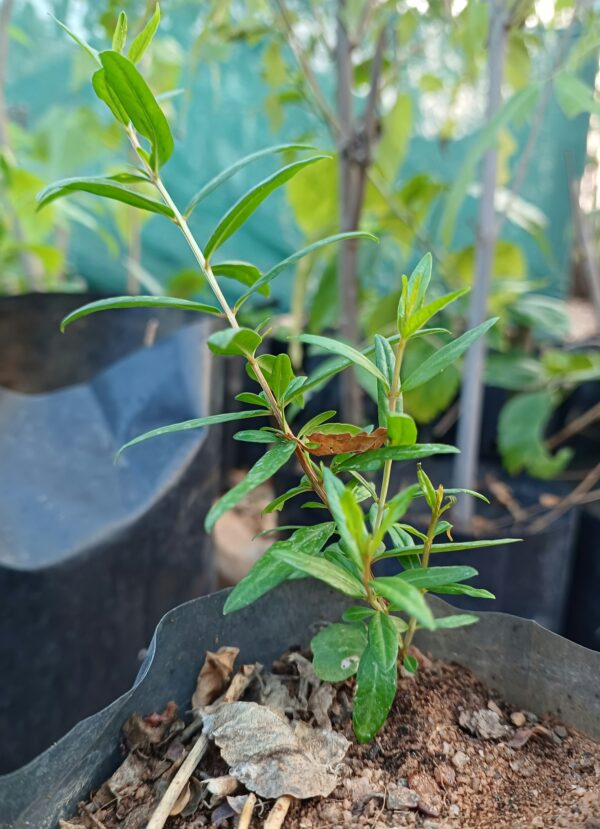 pomegranate plant saplings