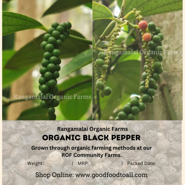 Black pepper plant