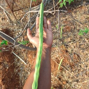 Kapalpatti Karumbhu Moringai Seeds