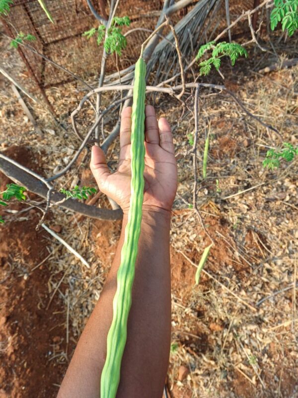 kapalpatti karumbu moringai