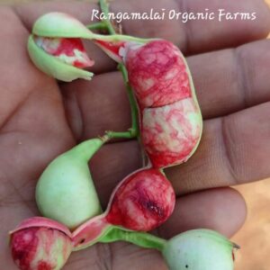 red manilla tamarind fruit seed