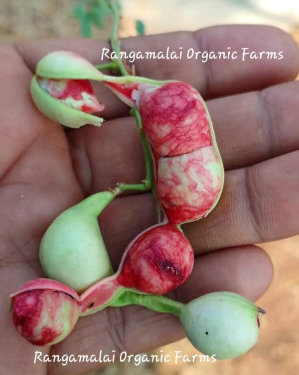 red manilla tamarind fruit seed