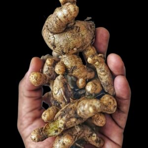 Curcuma Amada Mango Ginger Amba Haldi Fresh Root – Bulb Seeds, 500g

￼

￼

￼

￼
