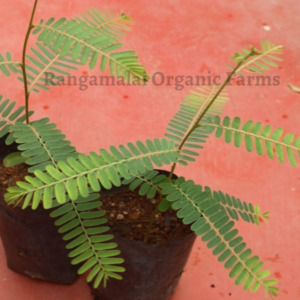 Live Plant – Gooseberry Small | Siruneli | Native Amla Plant