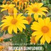 Live Plant for Living Fence - Mexican Sunflower, Tithonia, Tree Marigold Flower | Stem Cuttings | Living Fence