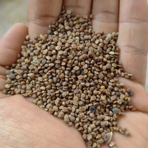 Native Kodu Millet / Sadai Varagu Millet Seeds