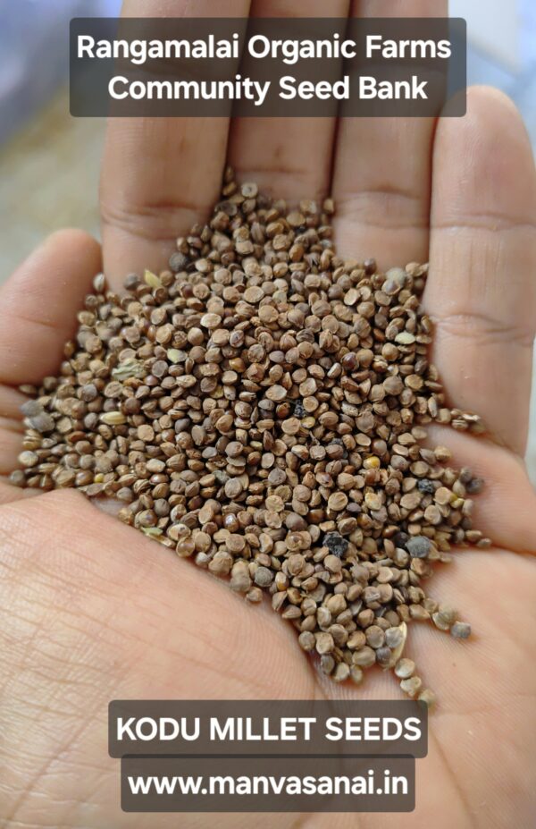 Native Kodu Millet / Sadai Varagu Millet Seeds