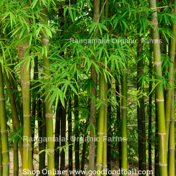 Bamboo | Bambusa arundinaecea | Peru Moongil Seeds