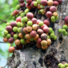 Native Fig Fruit Seeds | Ficus citrifolia Seeds