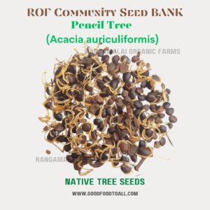 Pencil Tree |  Acacia Auriculiformis Tree Seeds