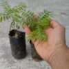 Live Plant - Curry leaves plant - Variety Samba curry leaves rich in natural aroma