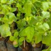 Live plant - Native Madurai Jasmine plant