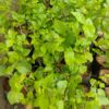 Live plant - Native Madurai Jasmine plant - Image 2