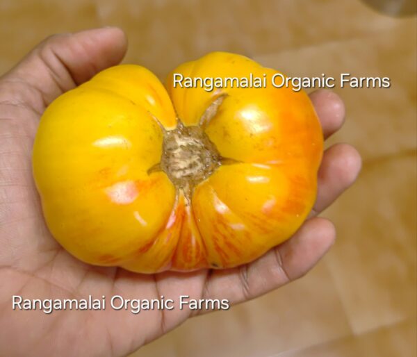Tomato Doyang seeds