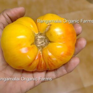 Tomato Doyang seeds