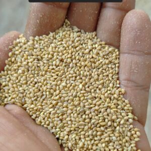 Foxtail Millet (Thinai) Seeds