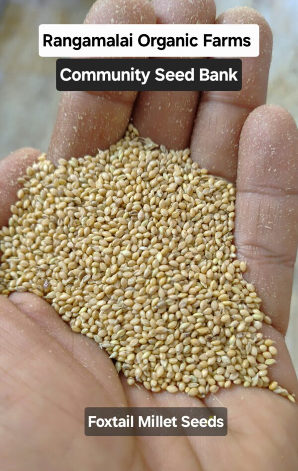 Foxtail Millet (Thinai) Seeds