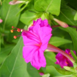 Andhimandharai flower Seeds