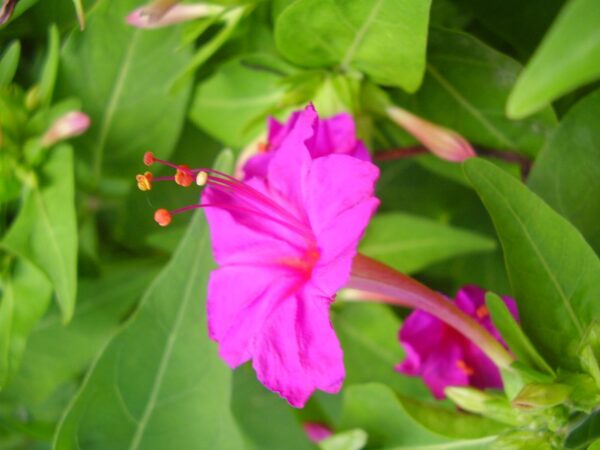 Andhimandharai flower Seeds
