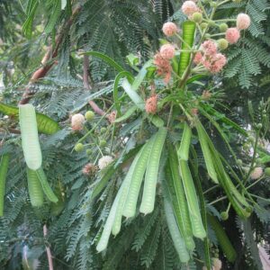 Subabul seeds (Leucaena leucocephala)