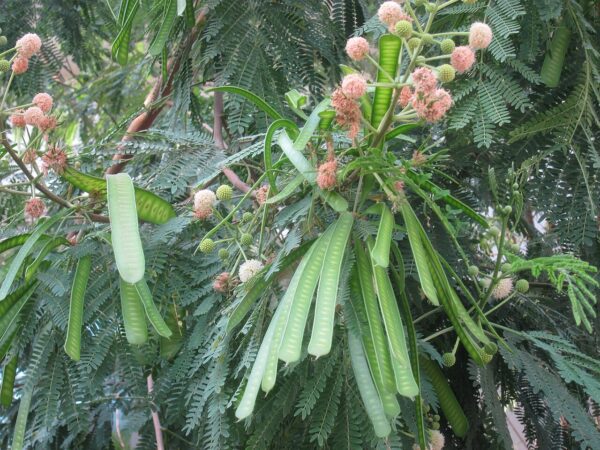 Subabul seeds (Leucaena leucocephala)